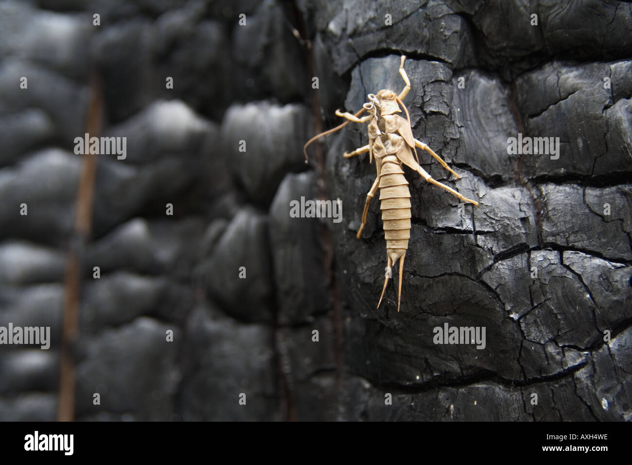 Stonefly fotografías e imágenes de alta resolución - Página 2 - Alamy