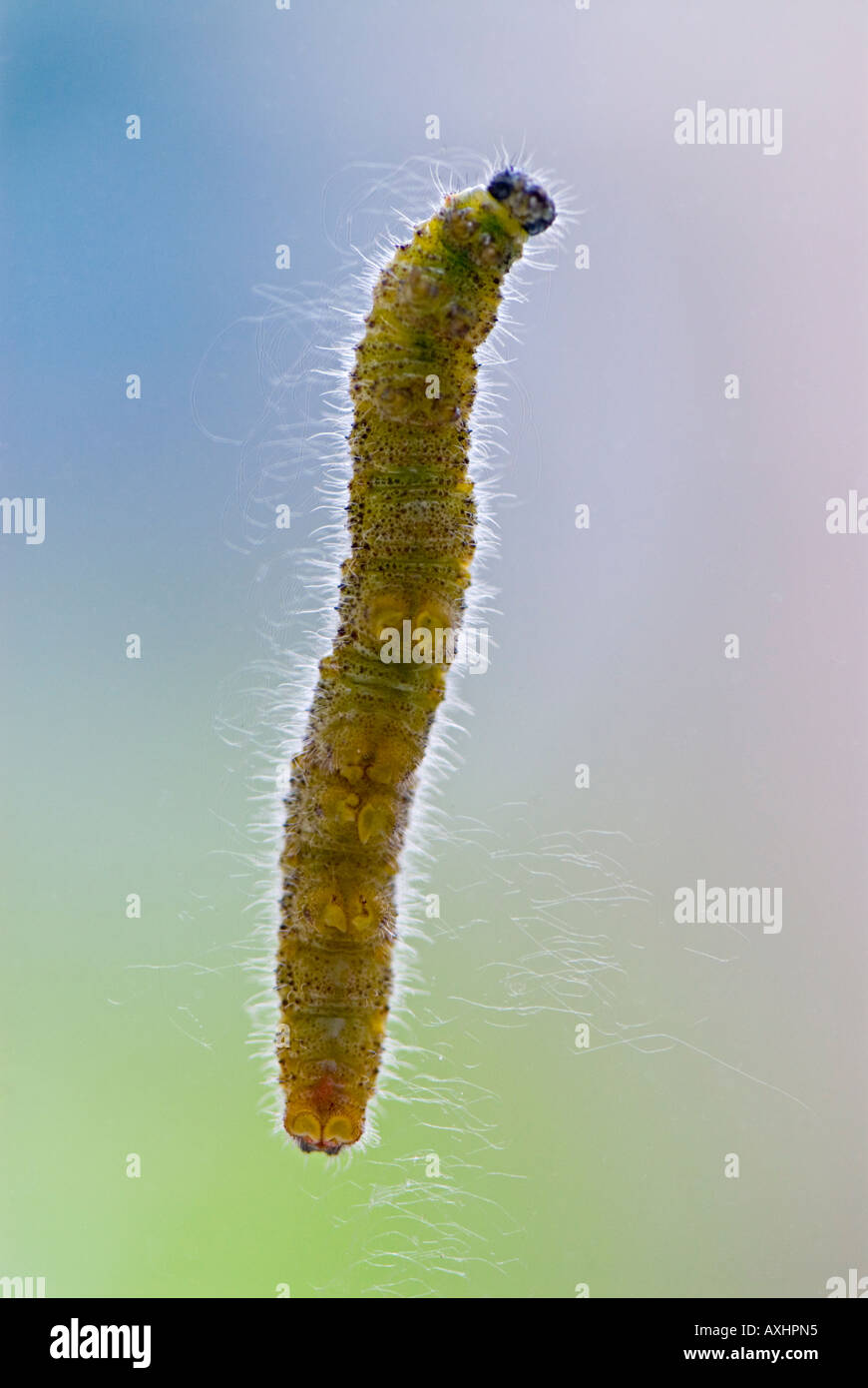 Un caterpillar trepaba por una ventana mostrando su vientre Foto de stock