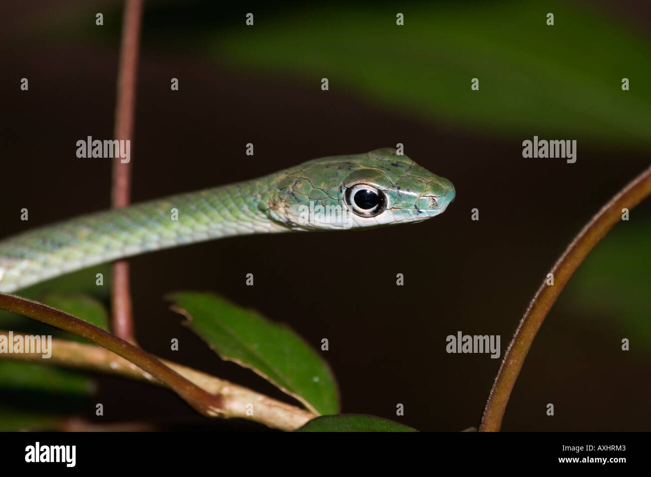 Serpiente verde moteada fotografías e imágenes de alta resolución - Alamy