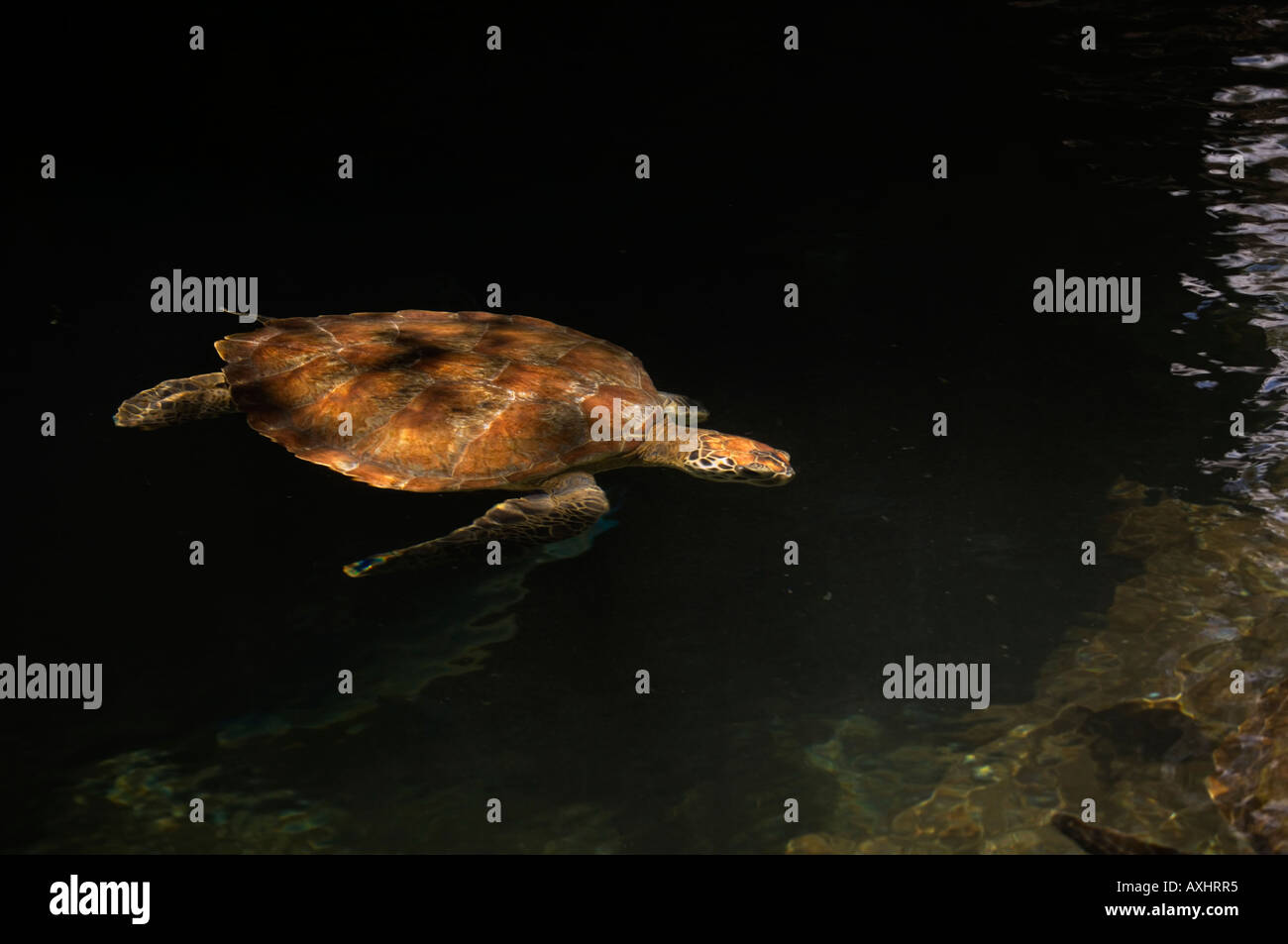 Reptiles de tanzania fotografías e imágenes de alta resolución Alamy