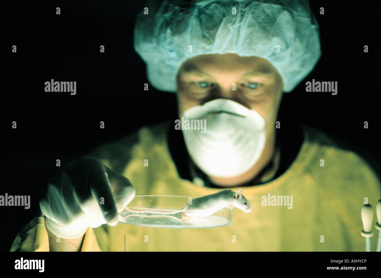 Prueba de laboratorio científico con ratón genemodified OMG Fotografía