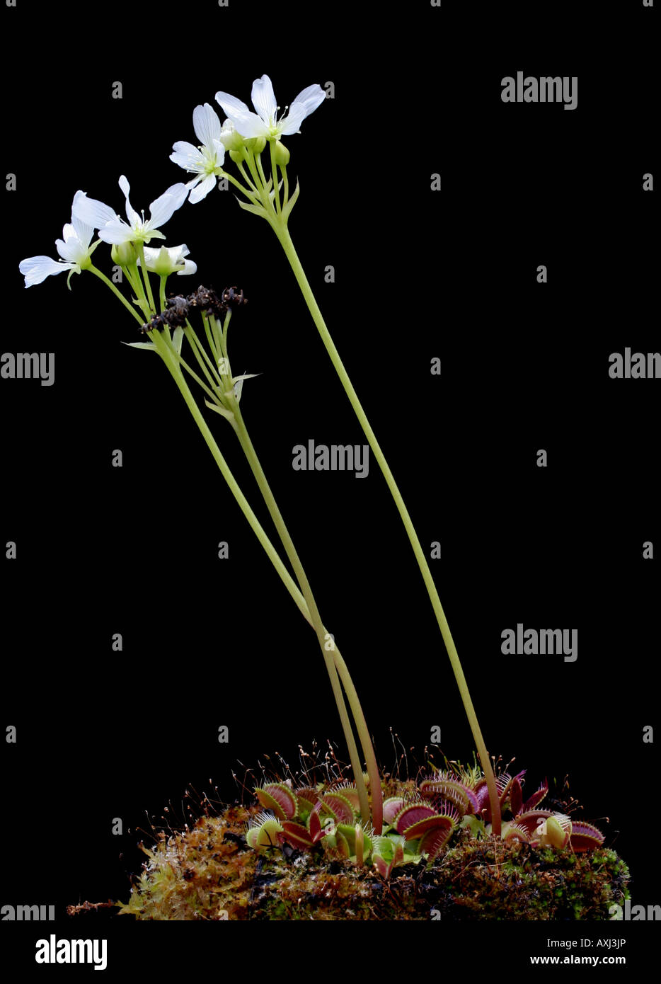 Venus atrapamoscas, Dionaea muscipula, en flor Foto de stock