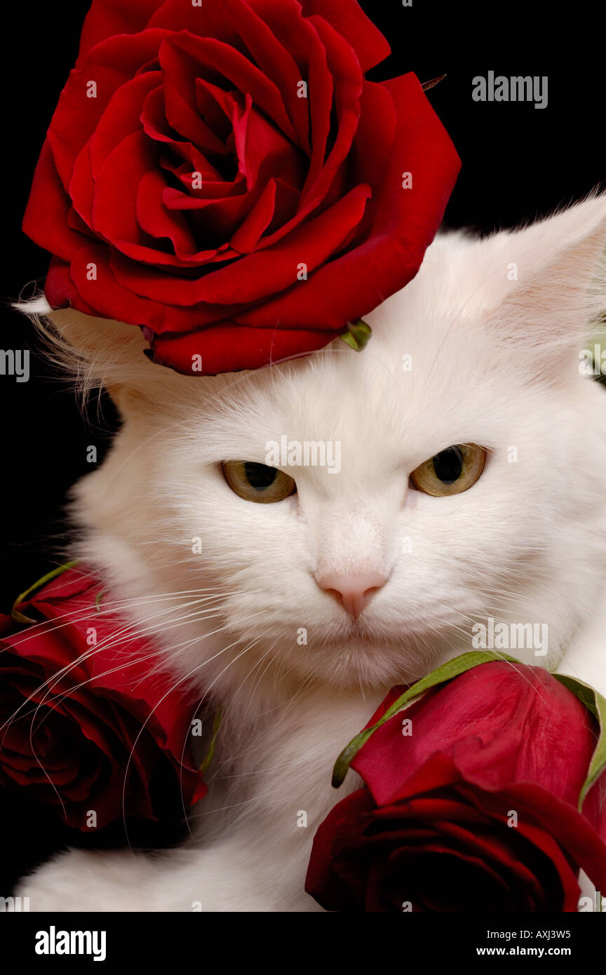 Gato Blanco con rosas rojas Fotografía de stock - Alamy