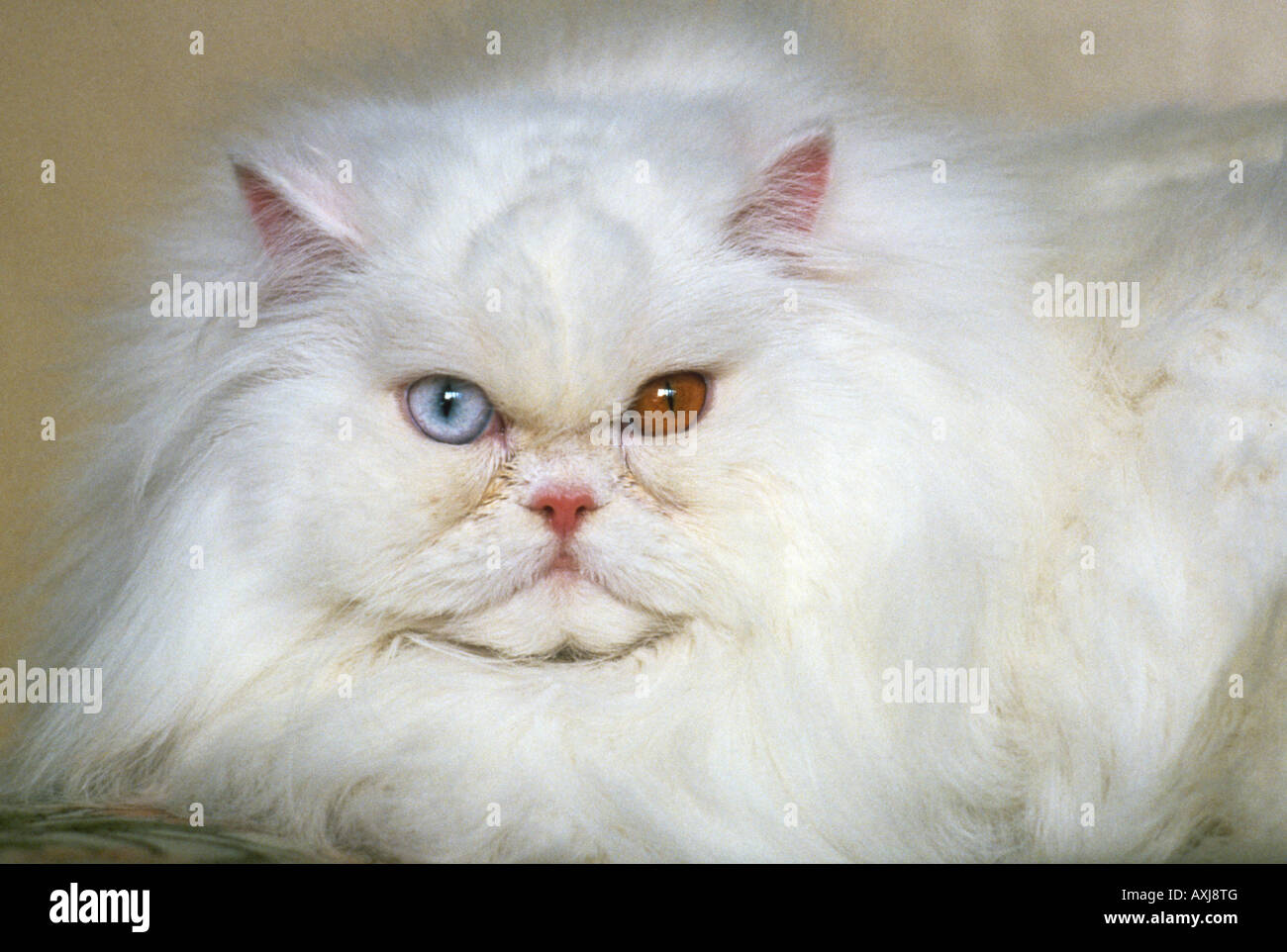 Gato Albino con ojos de color extraño este largo pelaje persa blanca es  probablemente sordos, así como tener un azul y un ojo de ámbar Fotografía  de stock - Alamy
