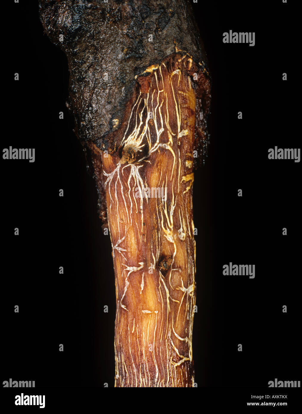 La podredumbre de la raíz negra Rosellinia pepo star micelio sobre cacao raíces Colombia Foto de stock