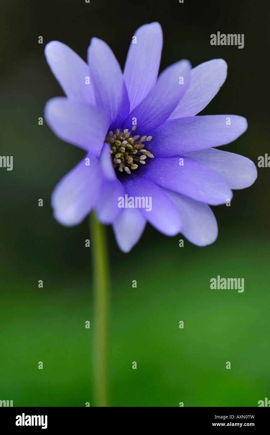 Wild flor azul Foto de stock