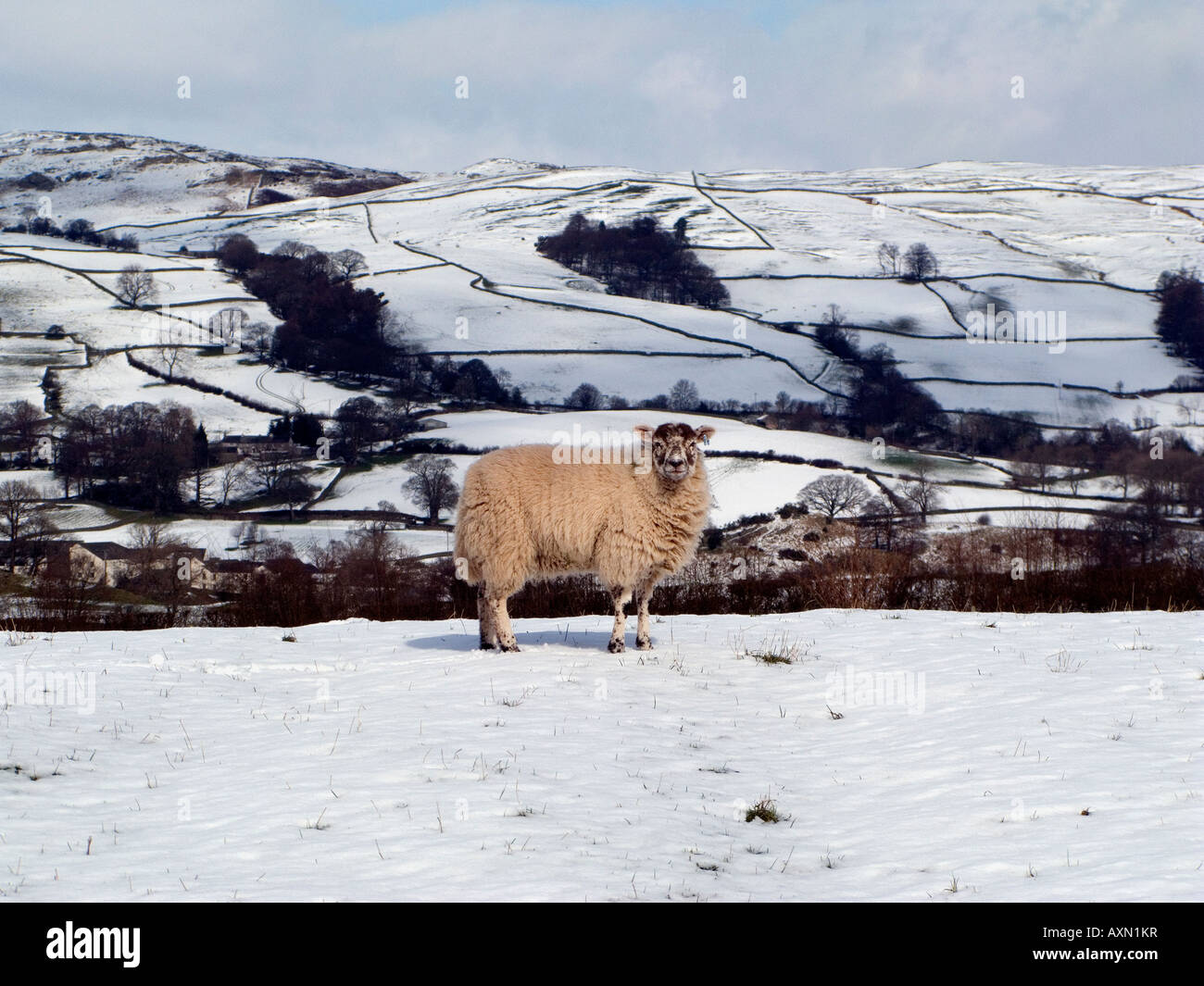 Parición de ovejas ovejas madres corderos snow Lake District Pascua 2008 nieve en las montañas campos sunshine Foto de stock