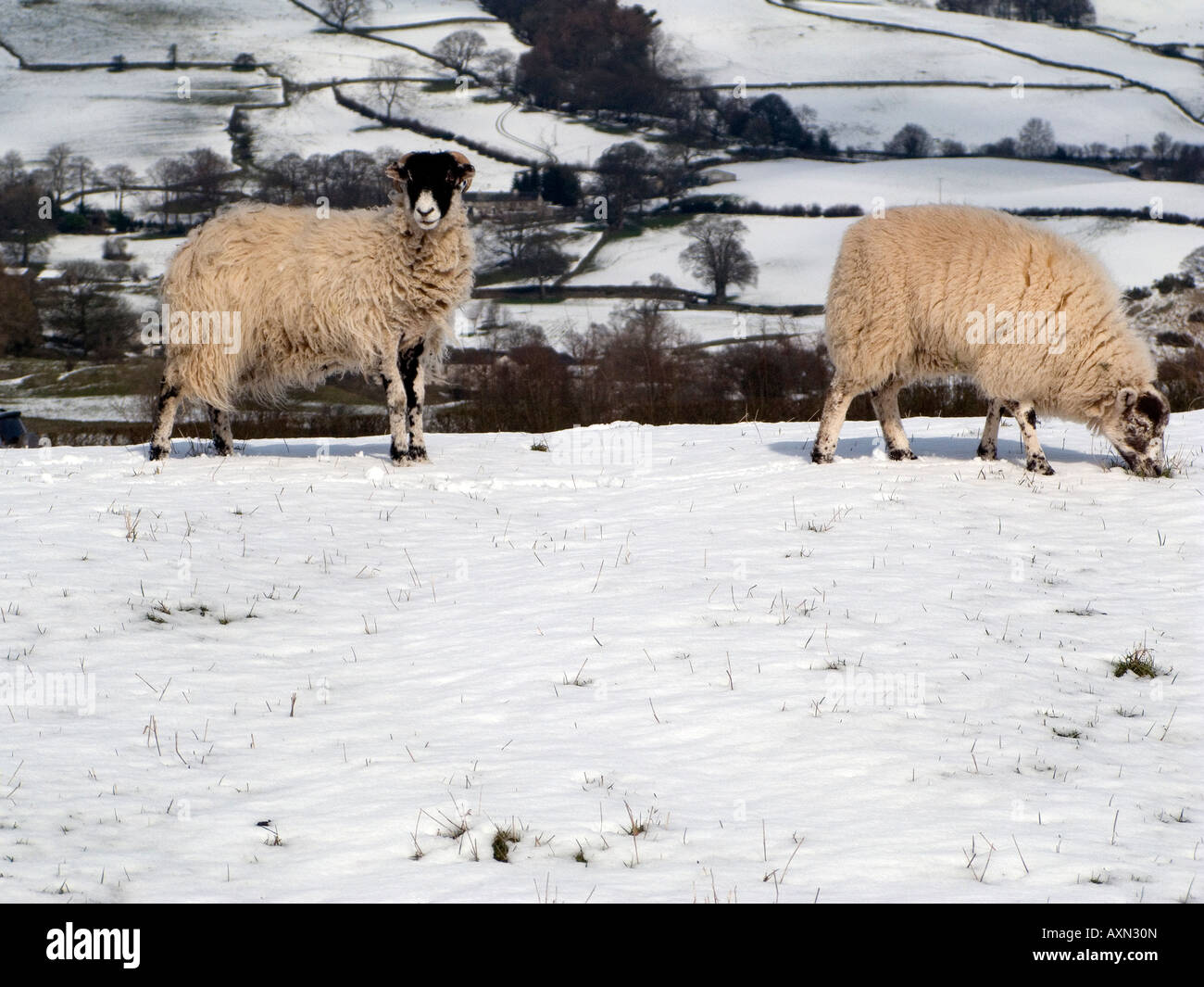 Parición de ovejas ovejas madres corderos snow Lake District Pascua 2008 nieve en las montañas campos sunshine Foto de stock