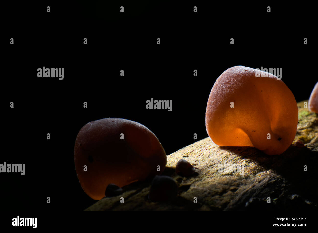 Los arrecifes de hongo de la mancha. Nectria cinnabarina. Foto de stock