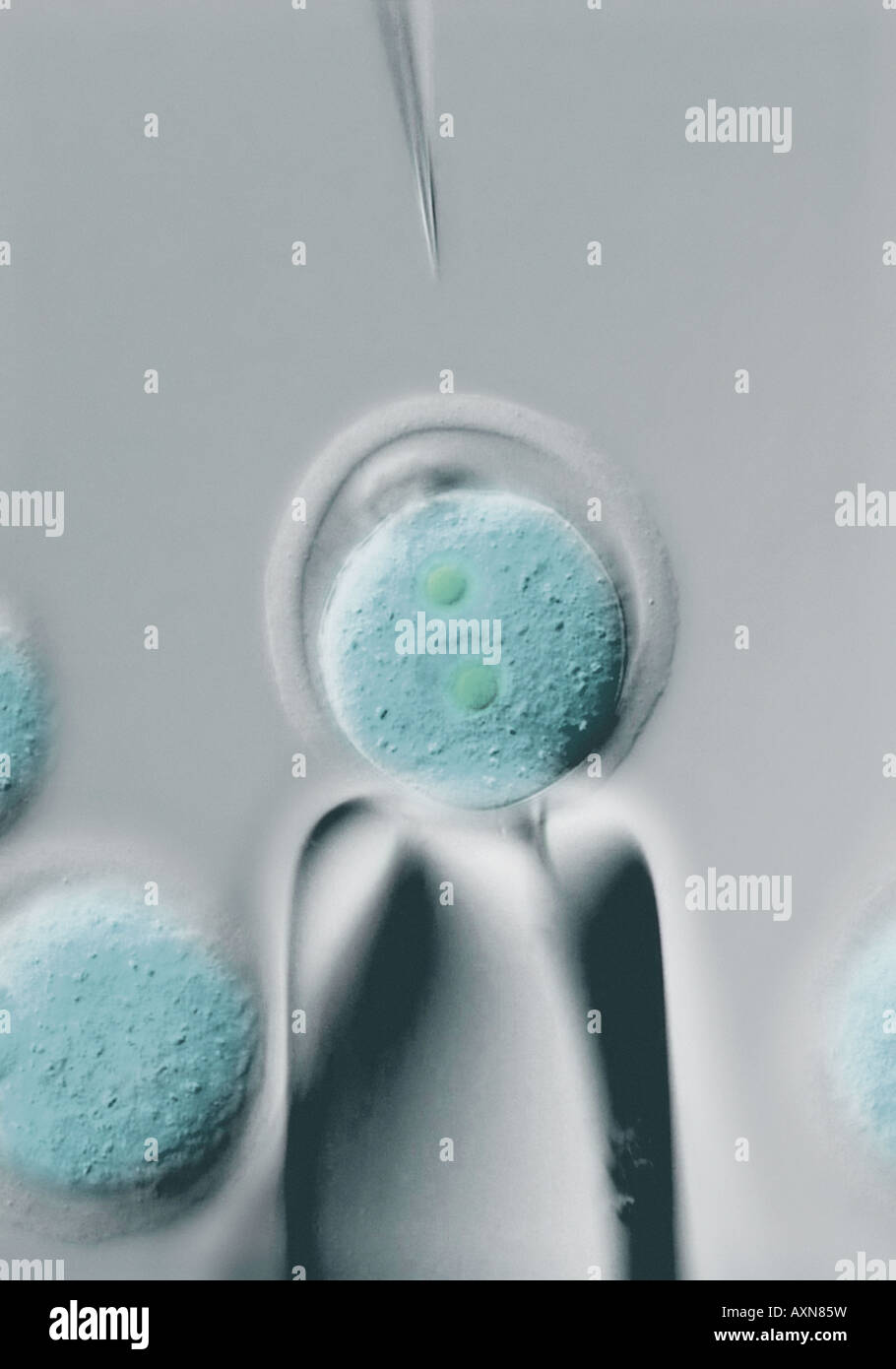 Clonación humana artificial fotografías e imágenes de alta resolución