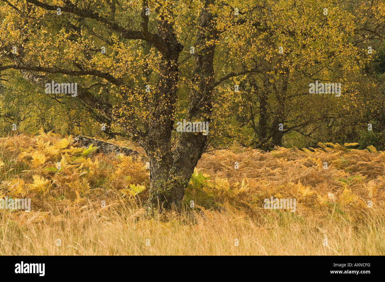 Árboles en otoño en los alrededores de Loch Tummel Scotland Reino Unido Octubre Foto de stock