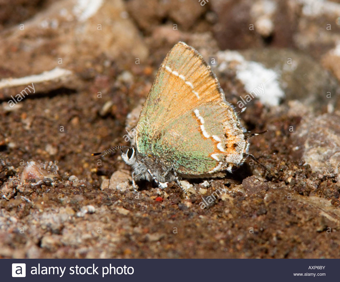 Siva Juniper Hairstreak Callophrys gryneus Mitoura gryneus siva Lycaenidae Theclinae mariposas subfamilia 'Nuevo México' Foto de stock