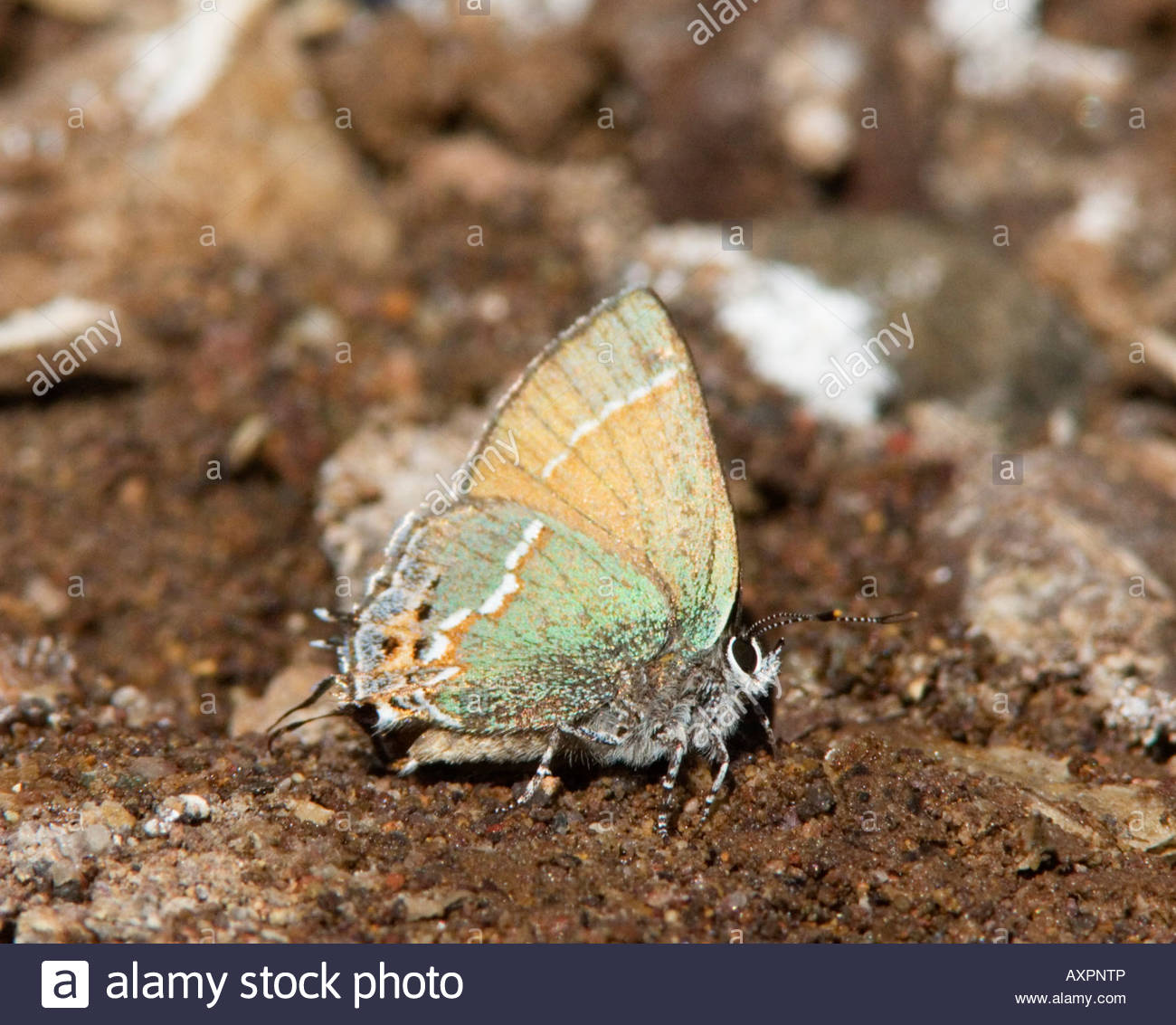 Siva Juniper Hairstreak Callophrys gryneus Mitoura gryneus siva Lycaenidae Theclinae mariposas subfamilia 'Nuevo México' Foto de stock