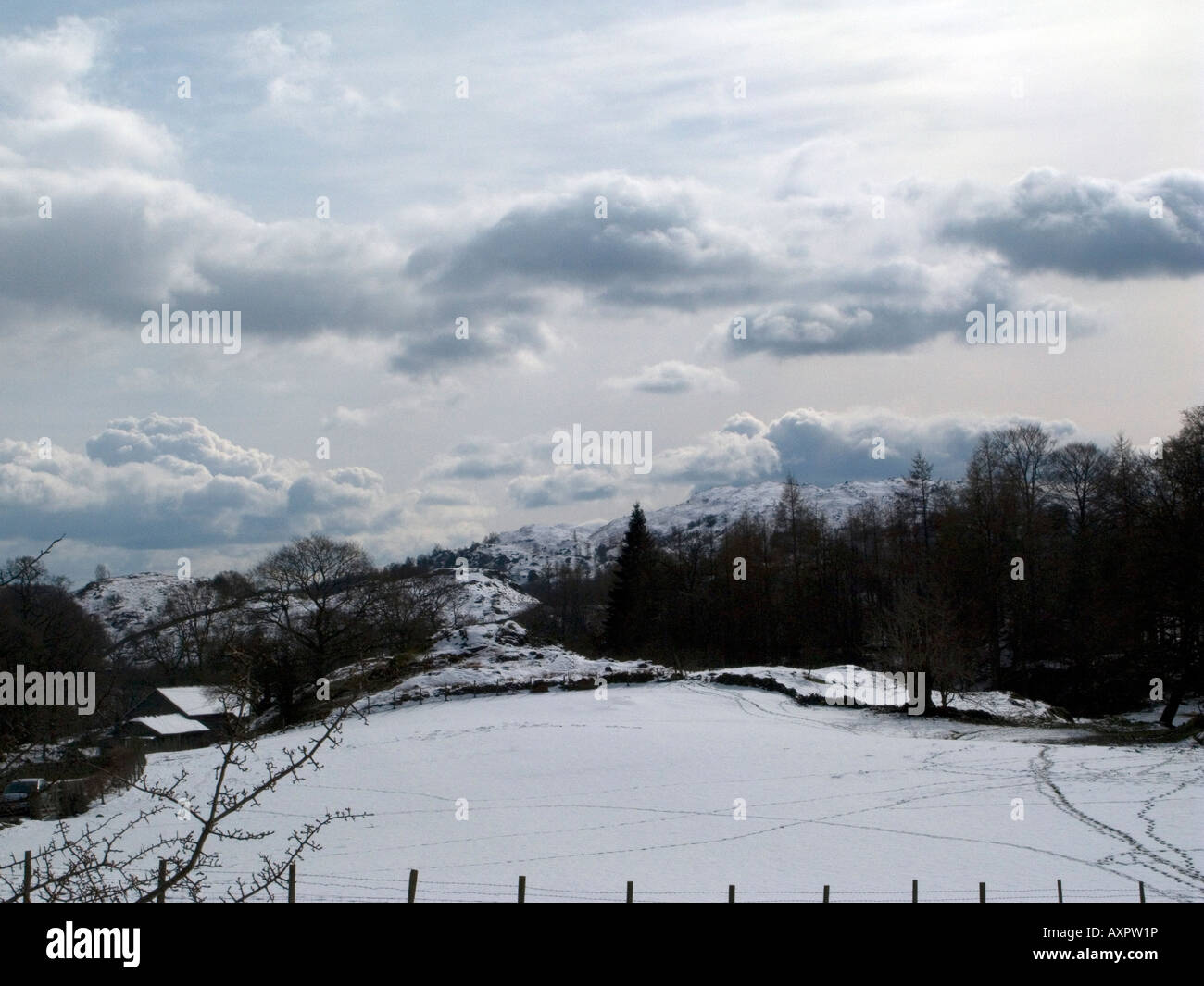 Las pistas de nieve de parición ovejas corderos en montañas campos sol Lake District Cumbria Reino Unido Foto de stock