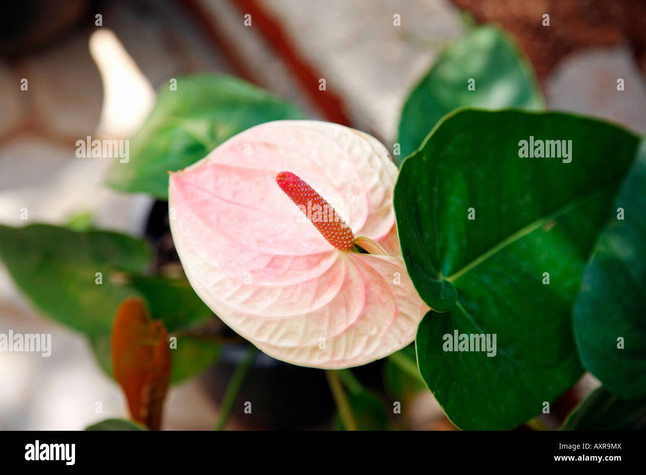 Anthurium Foto de stock