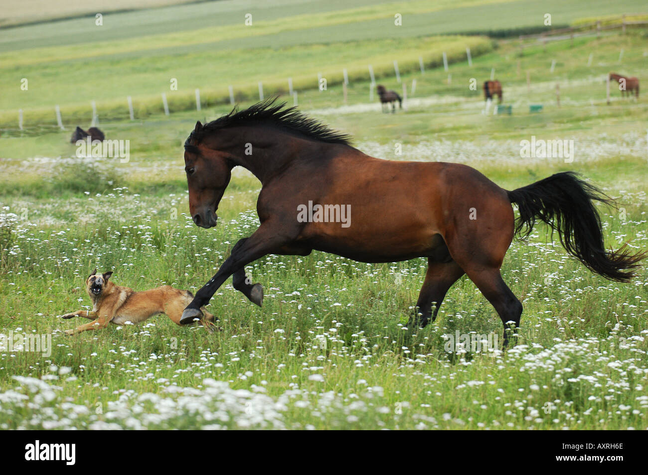 La amistad de animales de sangre caliente caballo jugando con perro  Fotografía de stock - Alamy