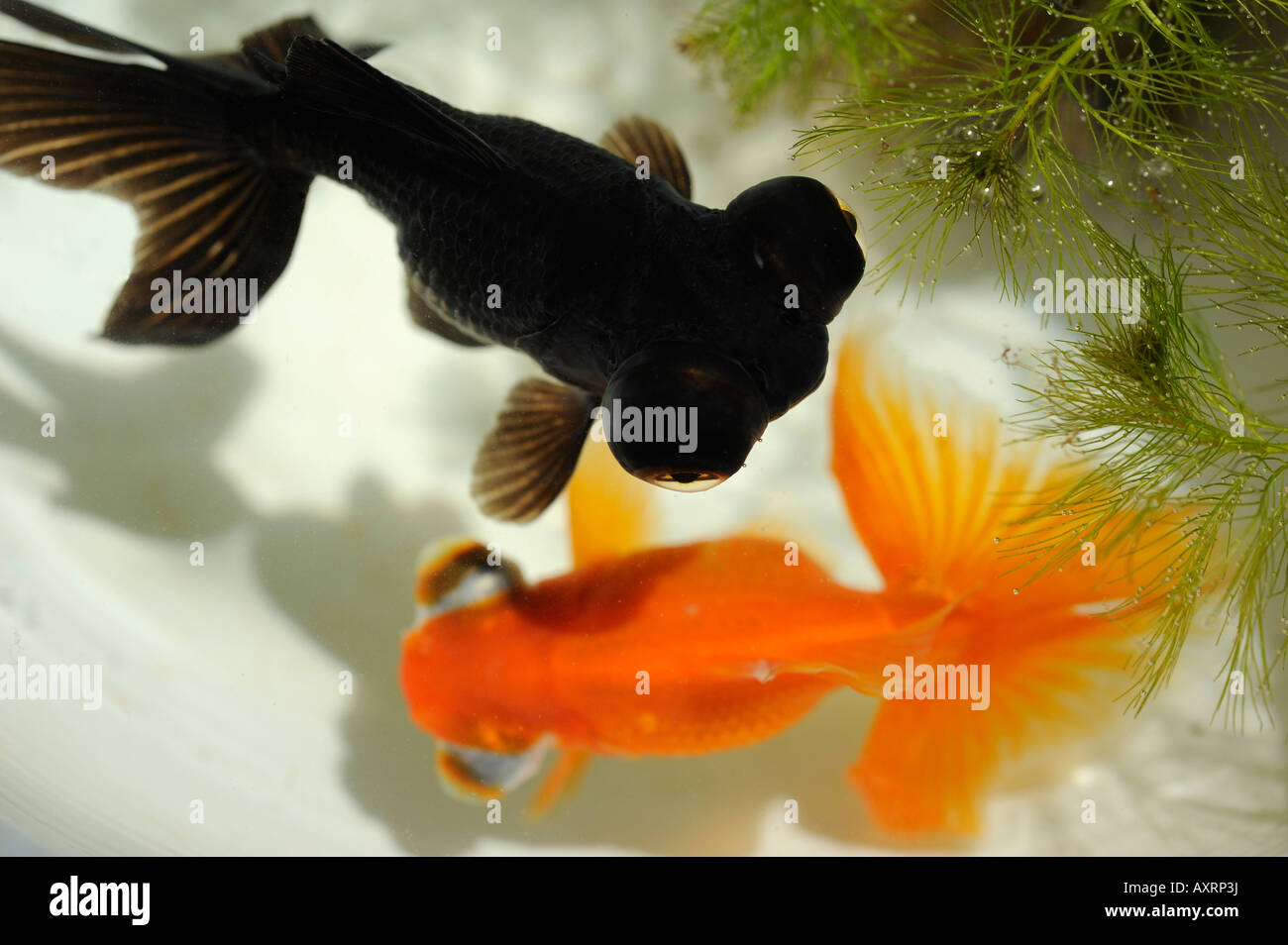Chino peces de colores. 2008 Foto de stock