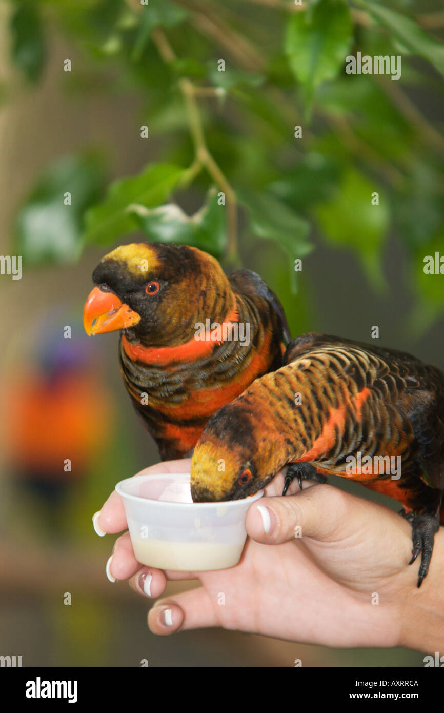 Fase naranja oscuro Lory bebiendo el néctar de una mano en el Lowry Park Zoo en Tampa FL EE.UU. Foto de stock