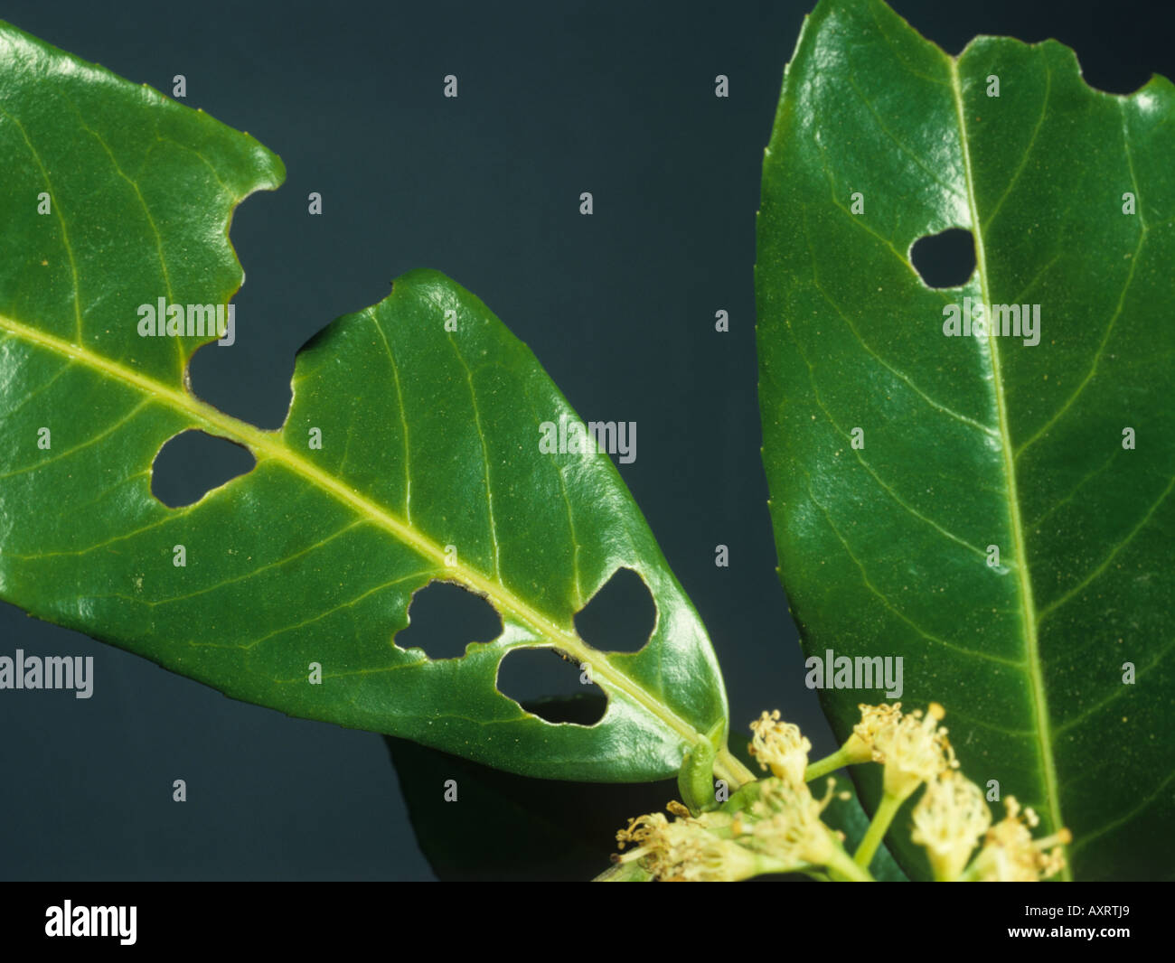 Orificio de disparo Stigmina carpophila daños a las hojas de laurel cerezo Foto de stock