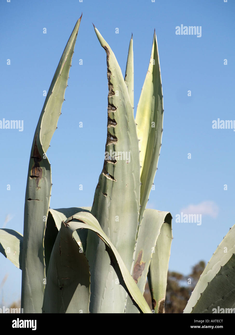 Planta de ALOE VERA PLAYA AGNOS Corfú Kerkyra Grecia Fotografía de stock -  Alamy