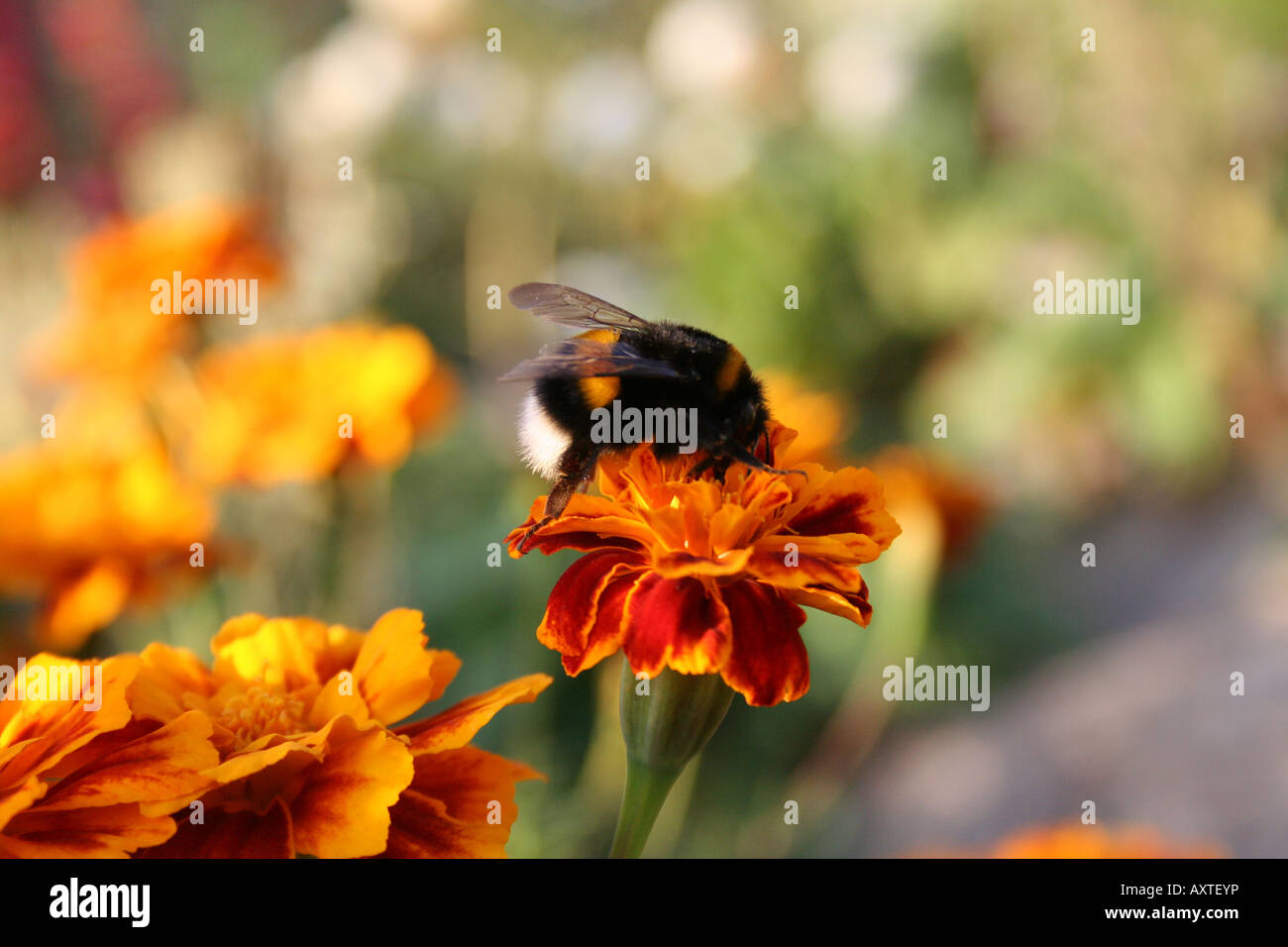 Bumble Bee-sobre la flor targetes Foto de stock