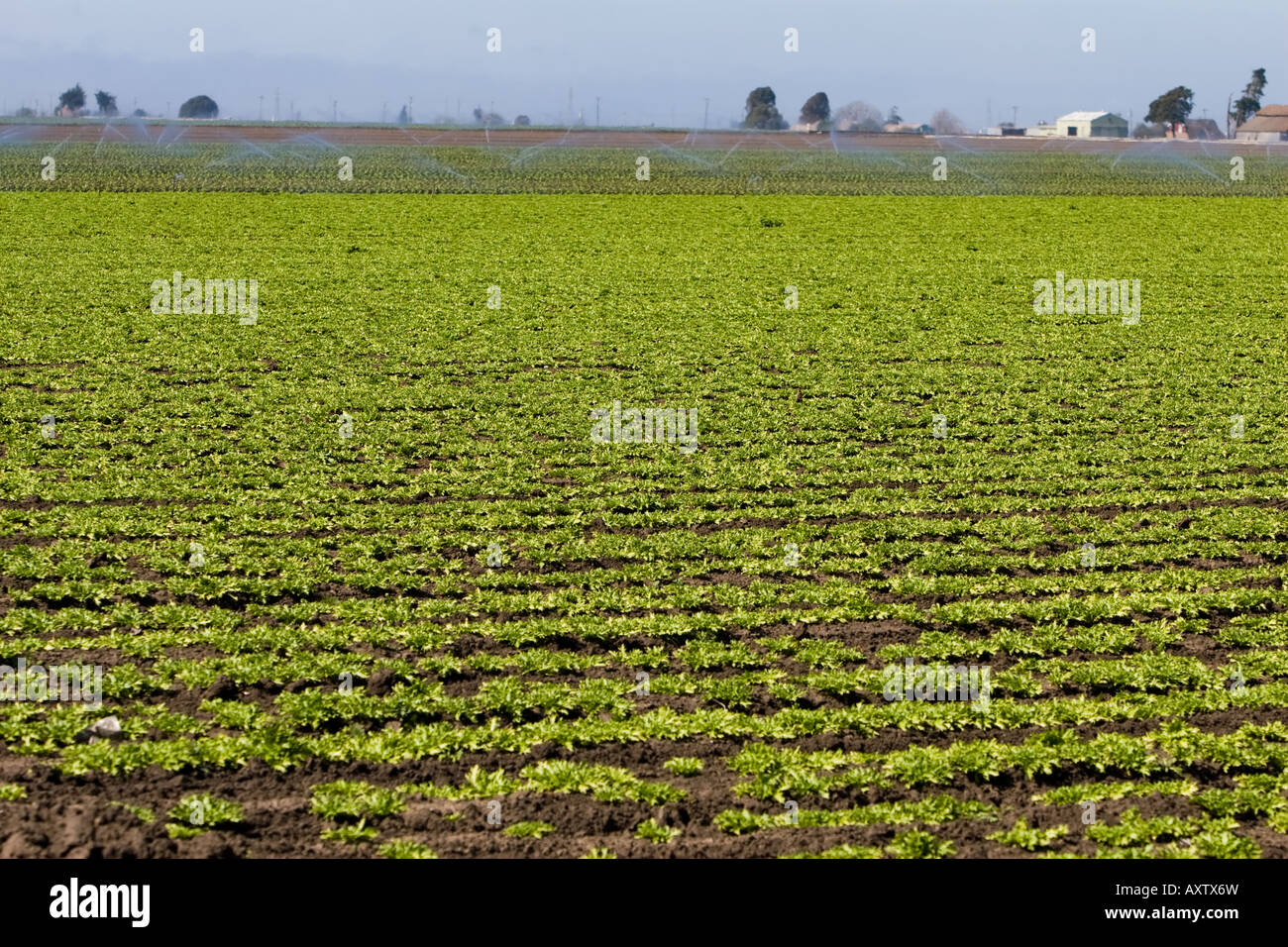 Un nuevo campo de lechuga crece en California central. Foto de stock