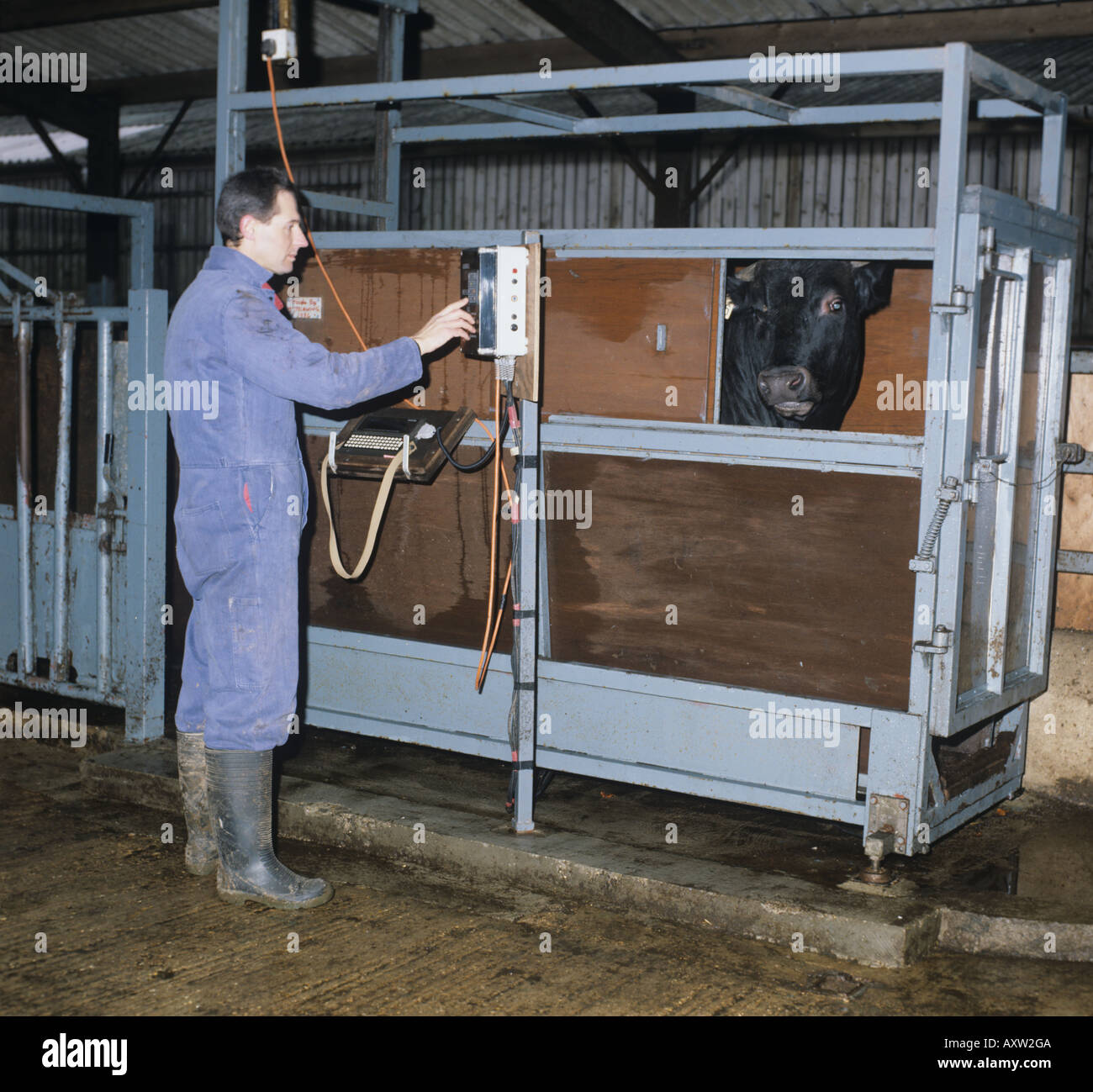 Stockman pesaje x Holstein piamontesa bull en escalas cerradas Foto de stock