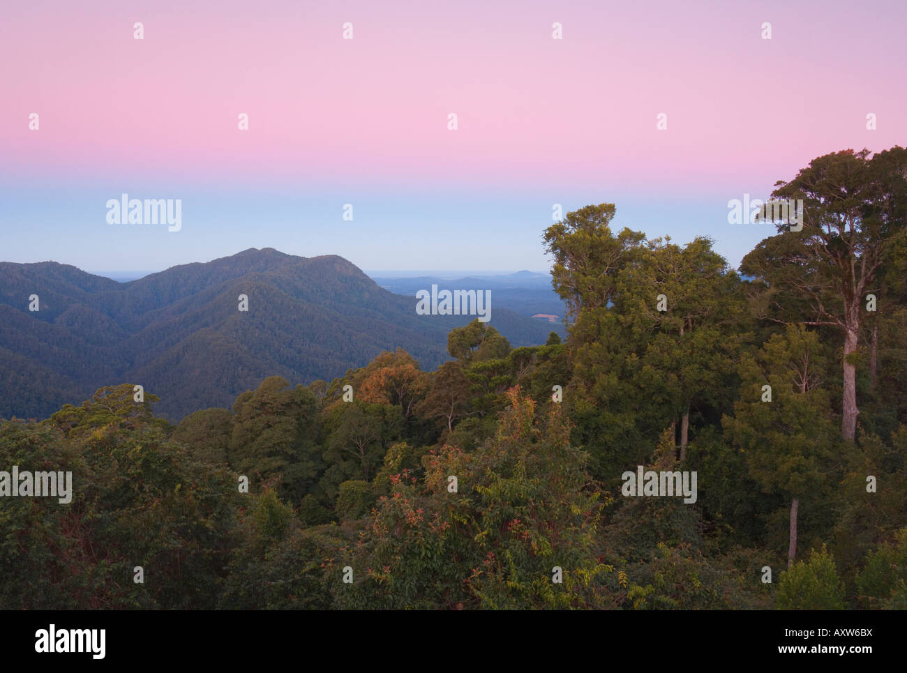 Selva, Parque Nacional Dorrigo, Sitio del Patrimonio Mundial de la UNESCO, Nueva Gales del Sur, Australia, el Pacífico Foto de stock