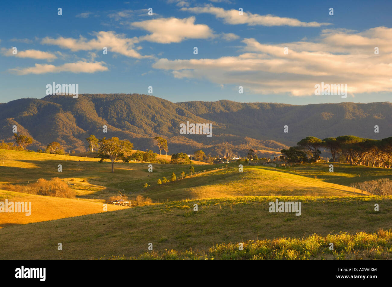 Los pastos, Bega, Nueva Gales del Sur, Australia, el Pacífico Foto de stock