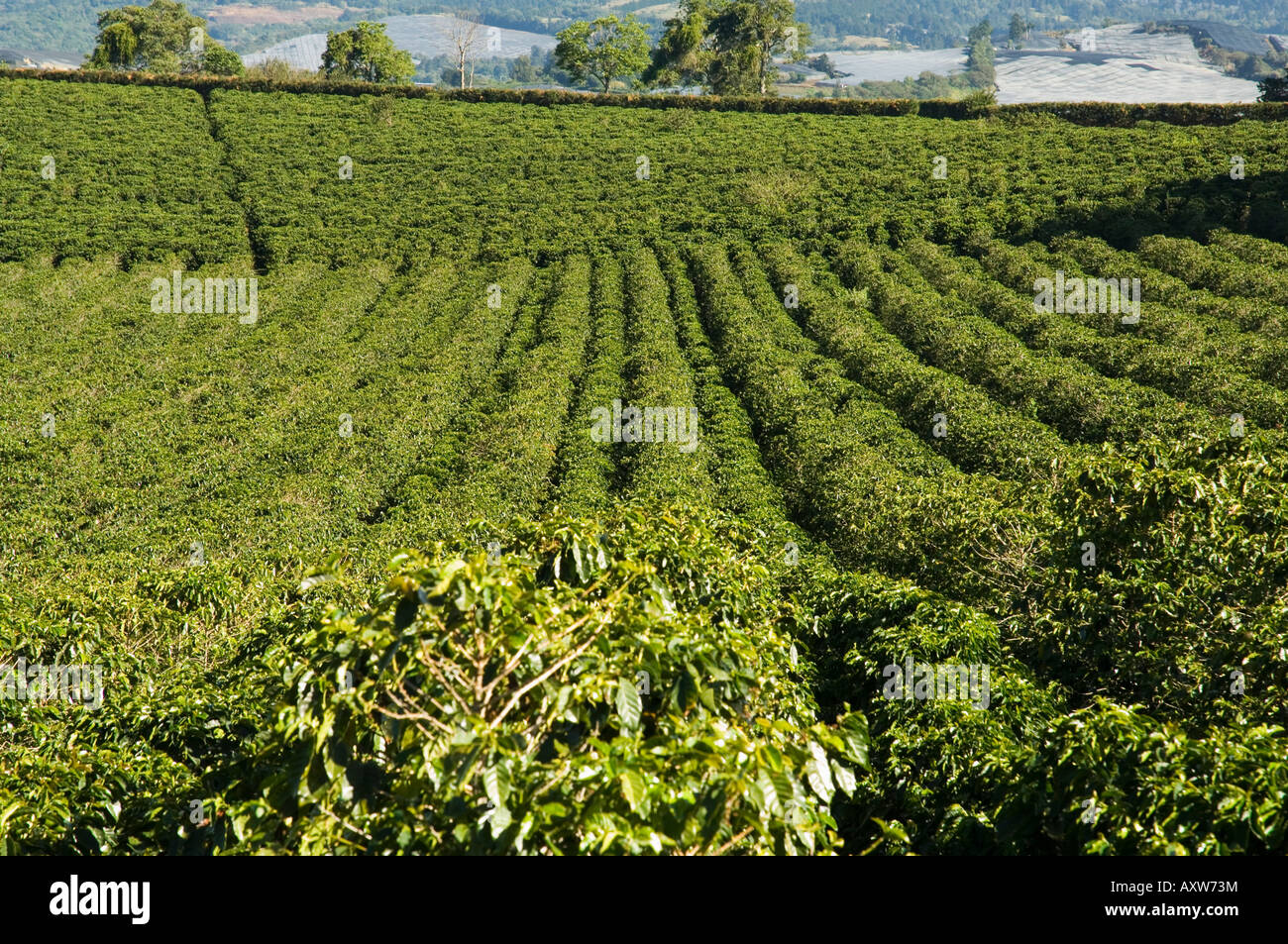 Las plantaciones de café en las laderas del Volcán Poas, cerca de San José, Costa Rica Foto de stock
