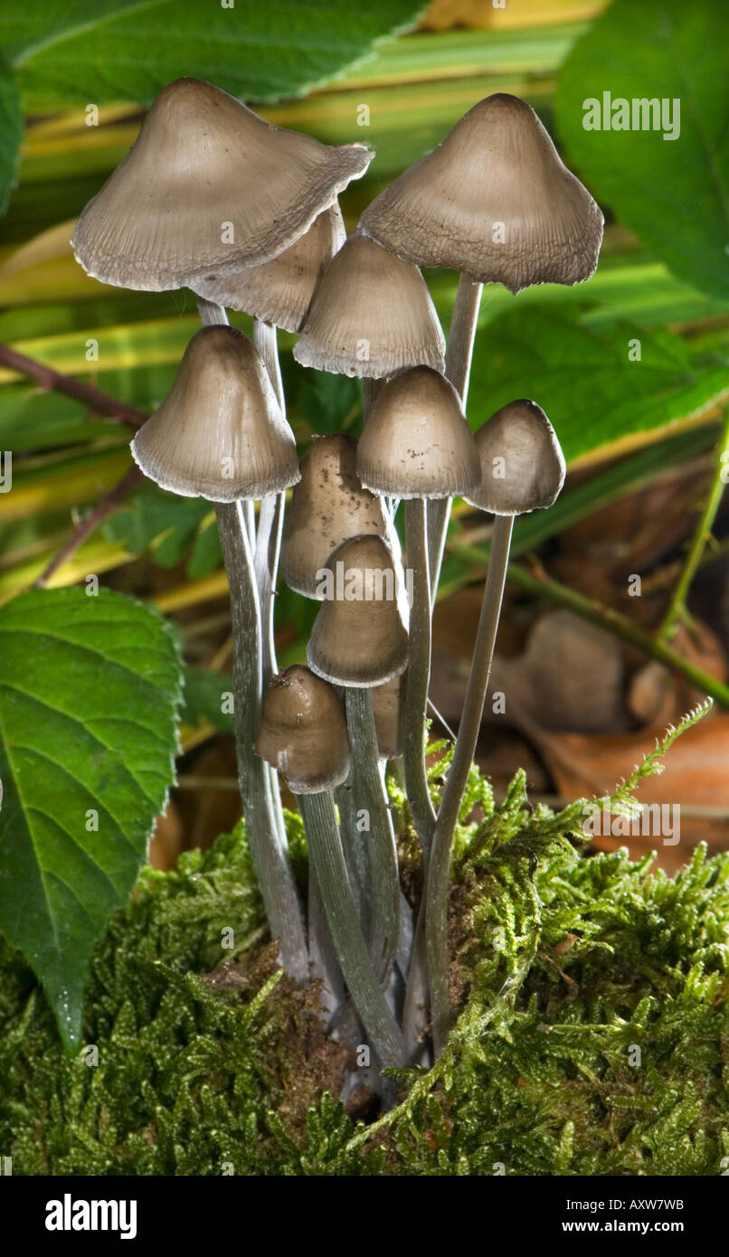 Hongos encontrados en robles fotografías e imágenes de alta resolución
