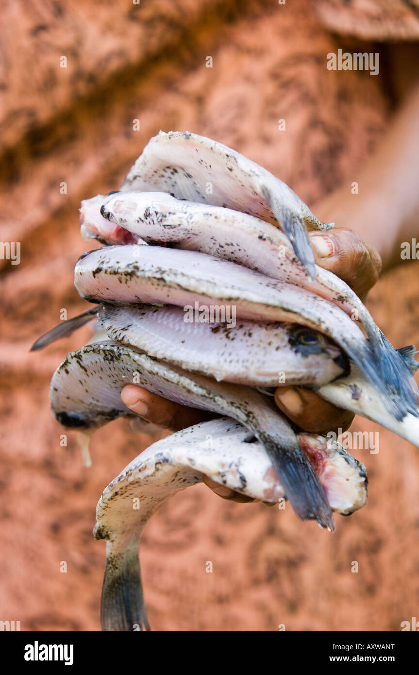 Mercado de pescado kerala fotografías e imágenes de alta resolución - Alamy