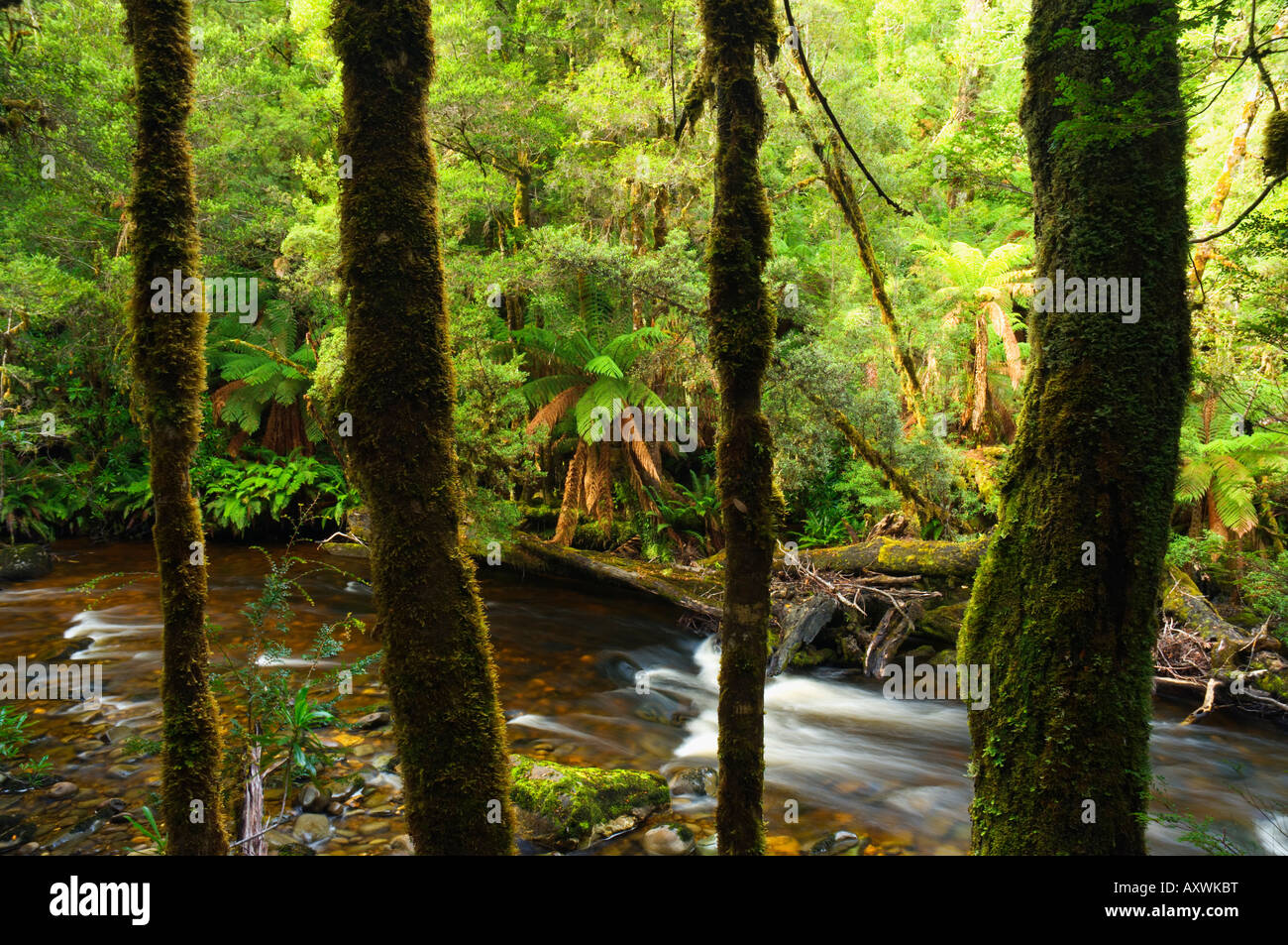 Selva y sorpresa River, Parque Nacional Franklin-Gordon Wild Rivers, Tasmania, Australia, el Pacífico Foto de stock