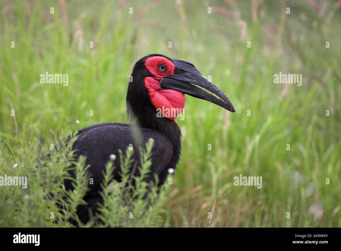 Tierra del Sur (Bucorvus leadbeateri bucero), el Parque Nacional Kruger, Sudáfrica, África Foto de stock