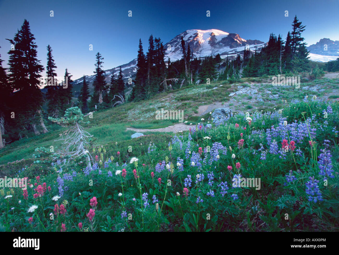 Paisaje con flores silvestres, el Parque Nacional Monte Rainier, estado de Washington, Estados Unidos de América, América del Norte Foto de stock