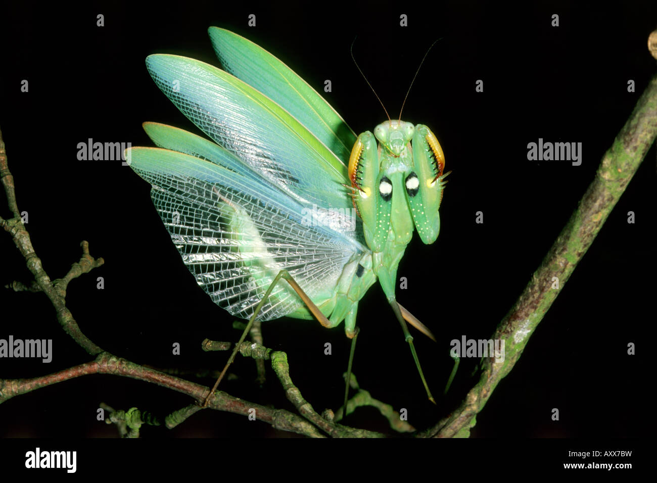Unión Mantis, Mantis (mantis religiosa), amenaza mostrar Foto de stock