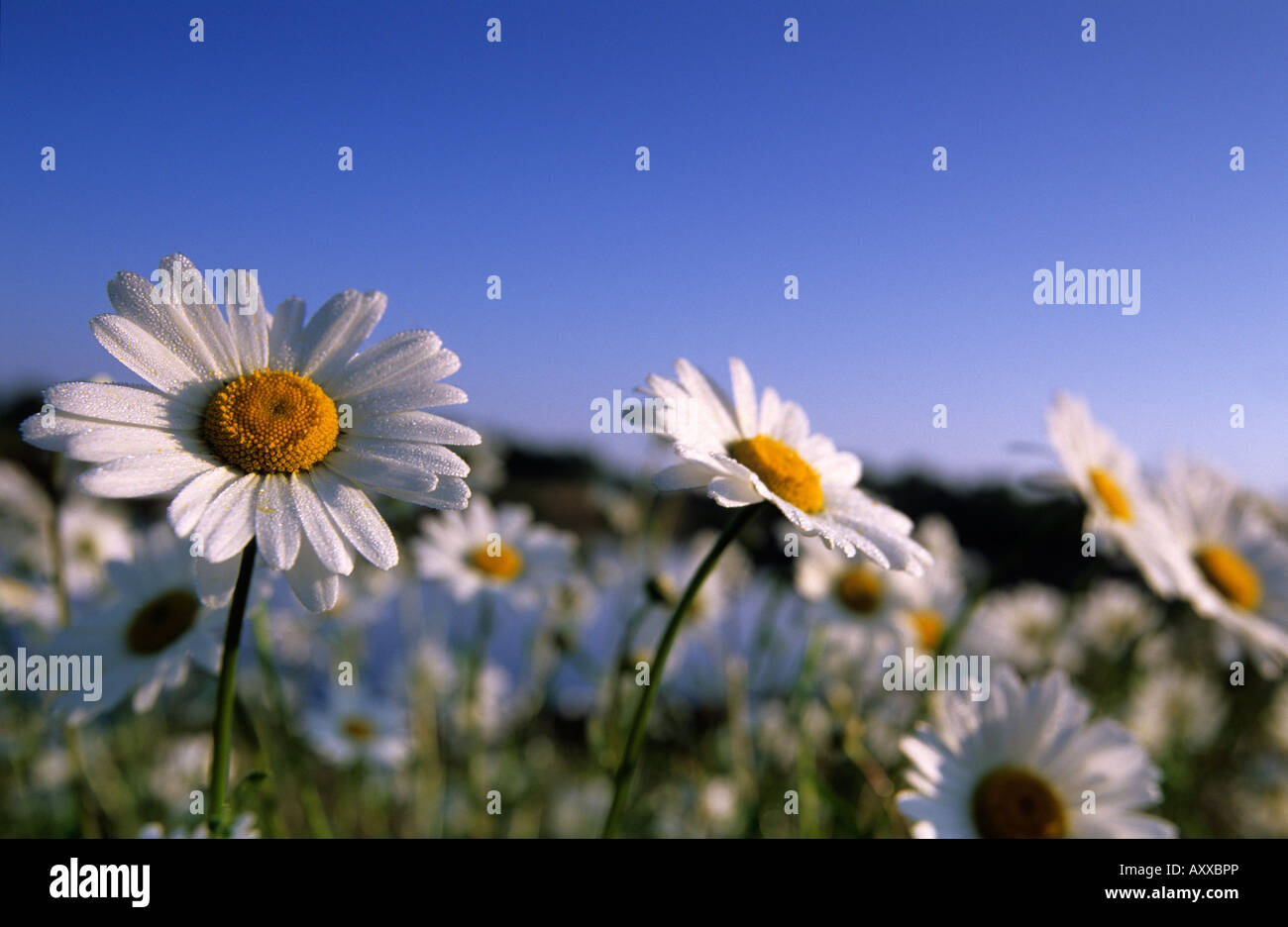 Daisy, Asteraceae, Hiller Moor, NRW, Alemania Foto de stock