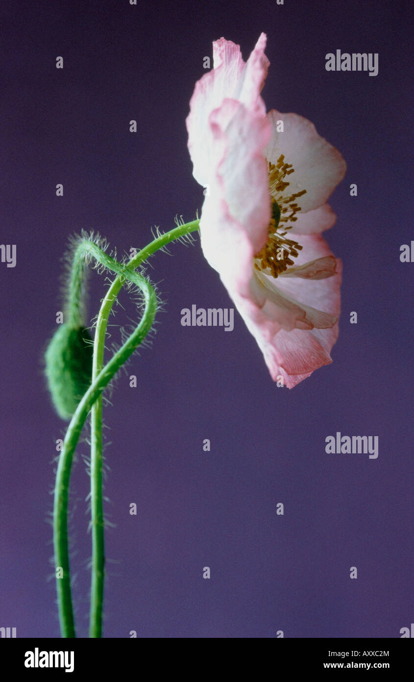 La amapola, Shirley amapola, Papaver rhoeas, Shirley Shirley series, Rosa, Papaver rhoeas,, Shirley, serie Foto de stock