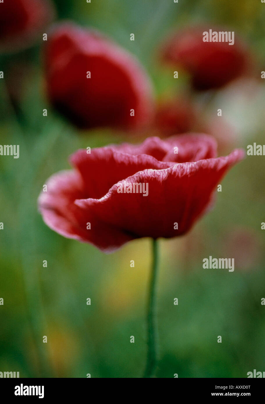 La amapola, Shirley amapola, Papaver rhoeas, Shirley Shirley series, Rojo, Papaver rhoeas,, Shirley, serie Foto de stock