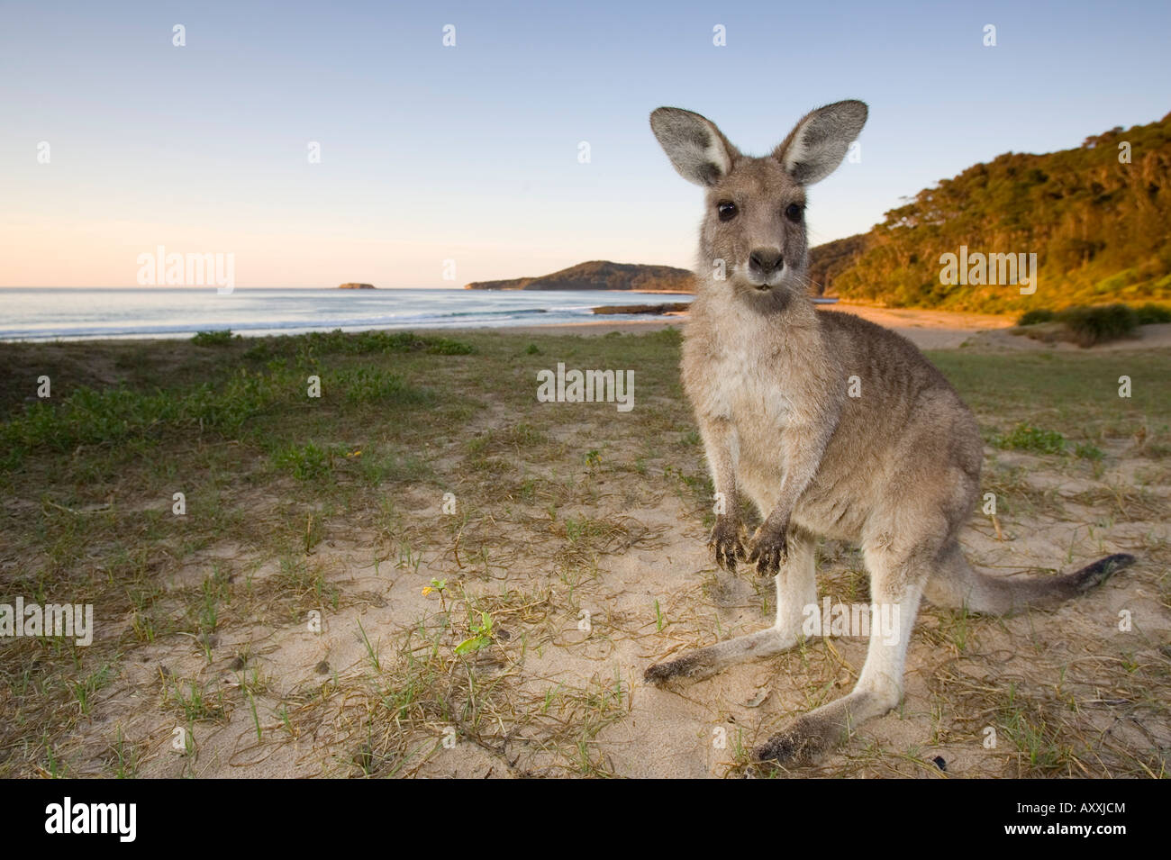 El canguro gris oriental (Macropus giganteus), playa de guijarros, Marramarang N.P., New South Wales, Australia Foto de stock