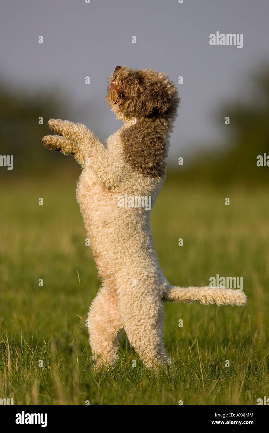 Lagotto Romagnolo, perro doméstico, (Canidae), Lemgo, Nordrhein Westfalen, Alemania Foto de stock