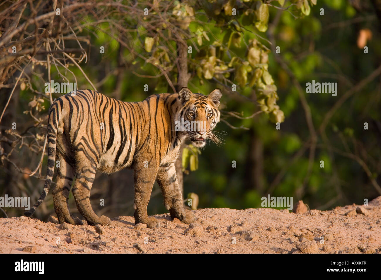 Tigre de Bengala (Panthera tigris tigris), Bandhavgarh, Madhya Pradesh, India Foto de stock