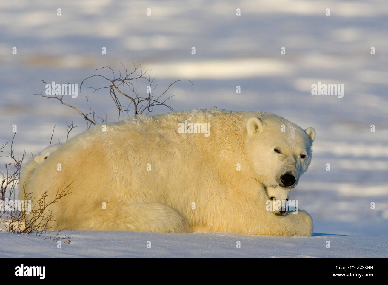 Con cachorros de oso polar (Ursus maritimus), Churchill, Manitoba, Canadá Foto de stock
