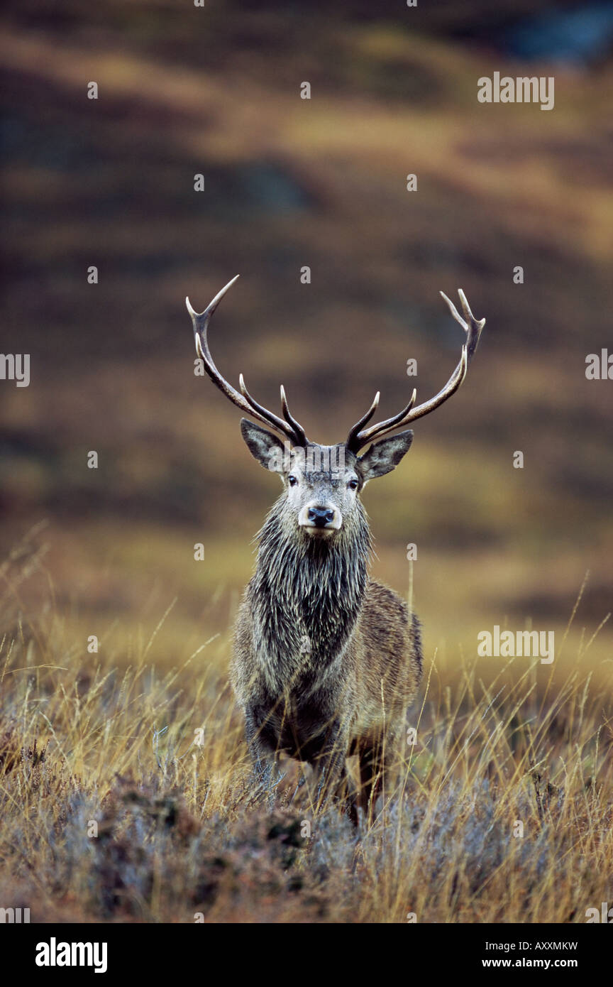 Ciervo el ciervo colorado (Cervus elaphus) en otoño, Glen Strathfarrar, Inverness-shire, región de tierras altas, Escocia, Reino Unido, Europa Foto de stock