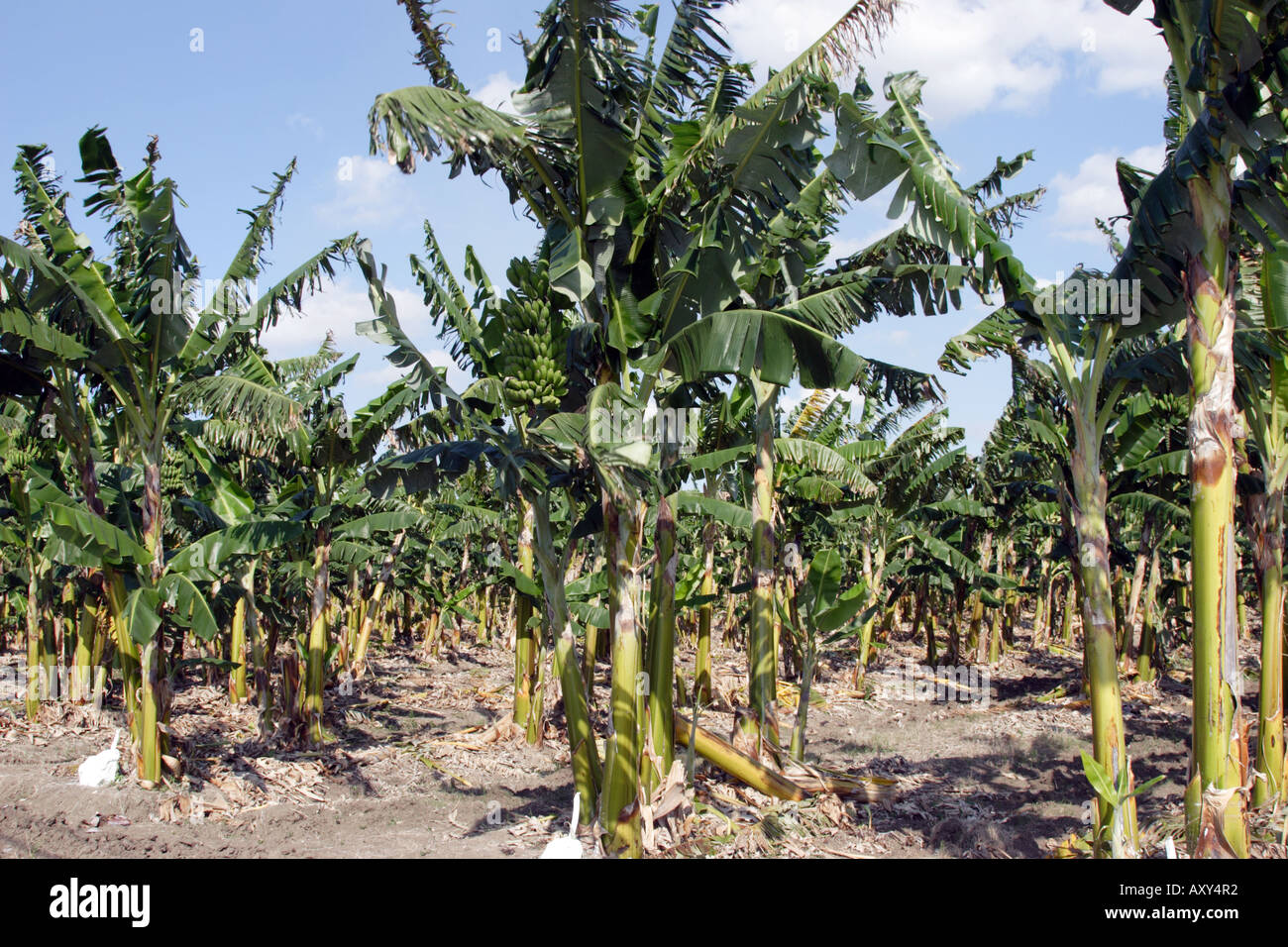 Cuba caribbean banana plantation fotografías e imágenes de alta resolución Alamy