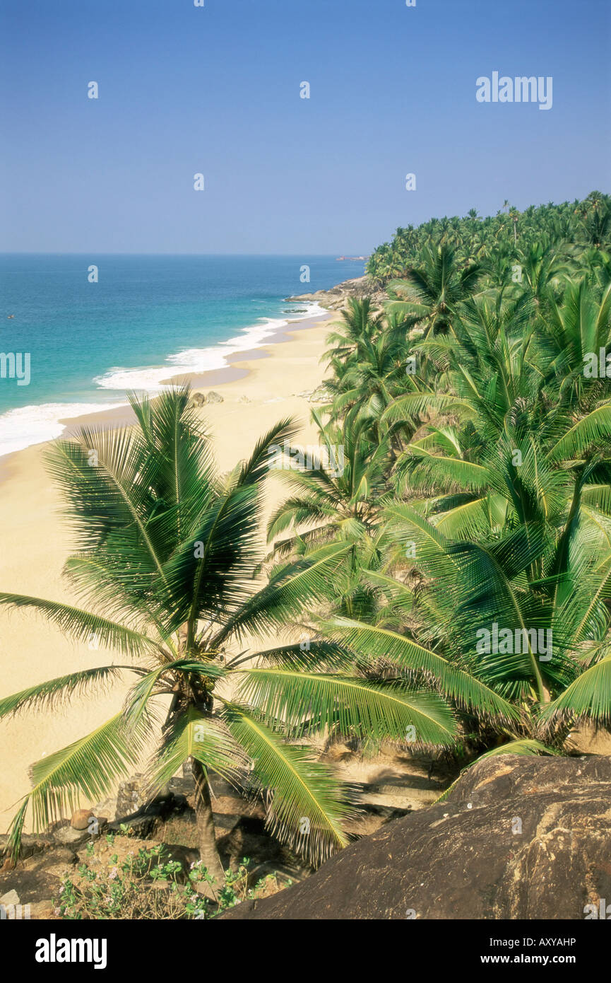 Los cocoteros y la playa Kovalam, el estado de Kerala, India, Asia Foto de stock
