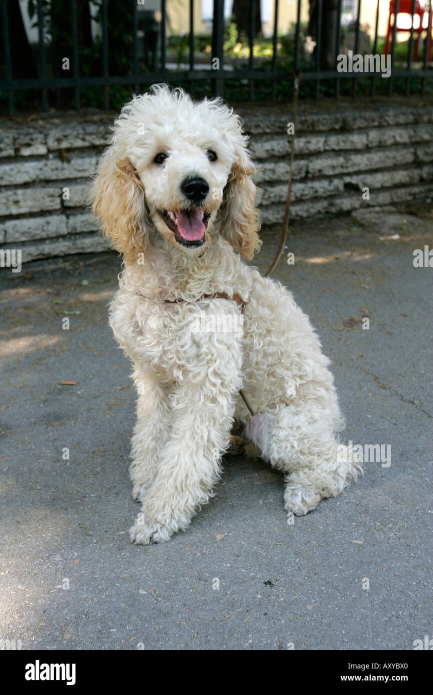 Shaggy doggy perro de raza mixta Fotografía de stock - Alamy