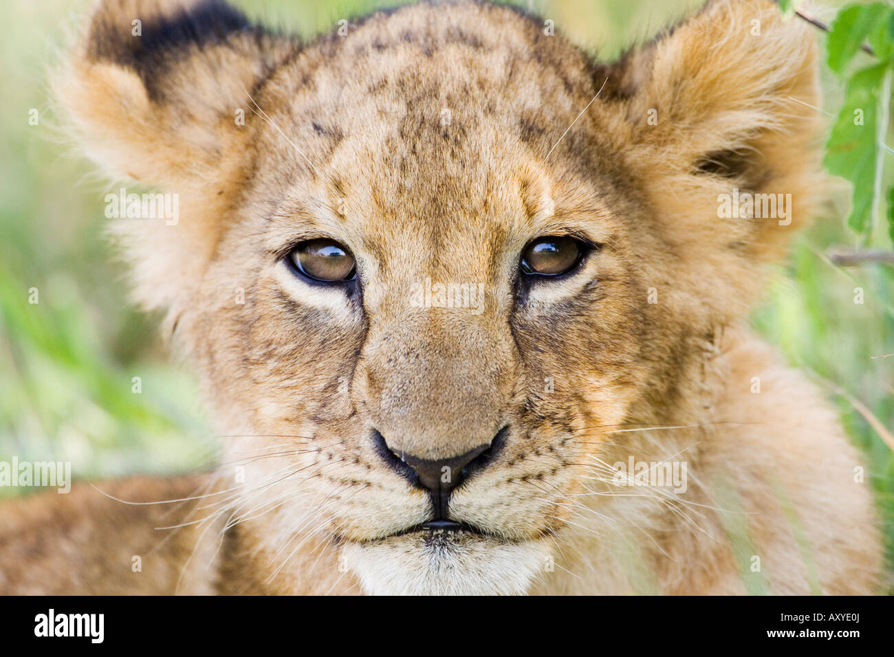 Cabeza en tiros de cachorro de león (Panthera leo) mirando a la cámara, la reserva Masai Mara, Kenia, África oriental, África Foto de stock