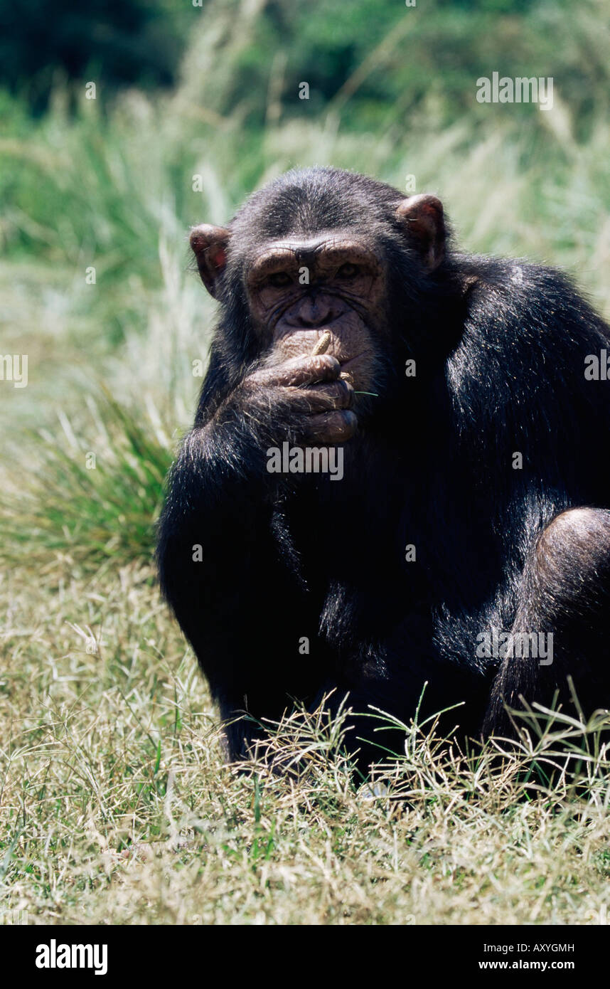 Chimpancé (Pan troglodytes) en cautividad, Uganda Wildlife Education Centre, la isla de Ngamba, en Uganda, África oriental, África Foto de stock