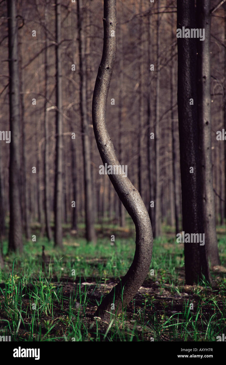 Pino norteamericano fotografías e imágenes de alta resolución Alamy